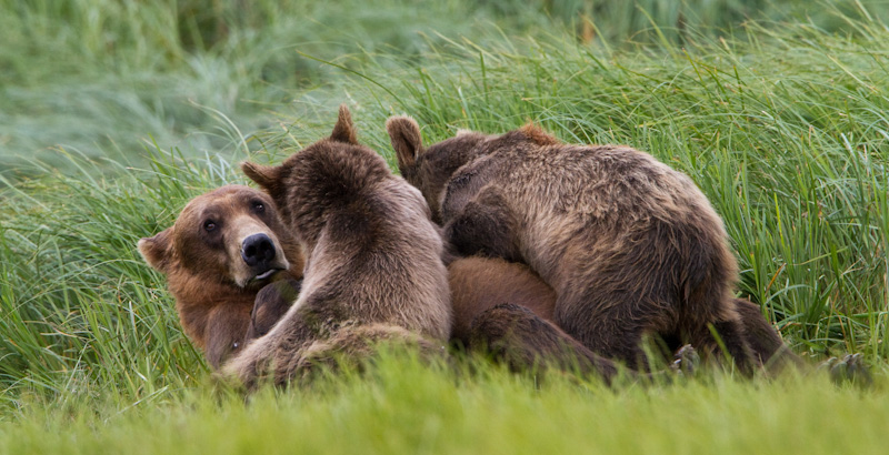 Grizzly Bear Sow Nursing Cubs